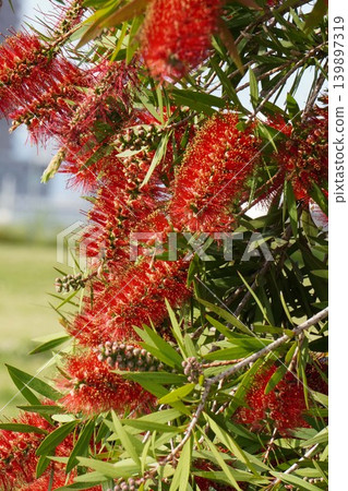 紅千層樹 - 2026年5月 紅千層樹 - 2026年5月 139897319