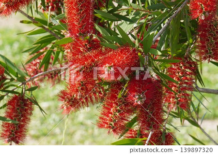 紅千層樹 - 2026年5月 紅千層樹 - 2026年5月 139897320