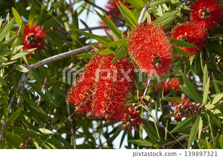 Bottlebrush tree - May 2026 Bottlebrush tree - May 2026 139897321