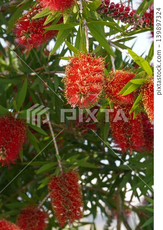 紅千層樹 - 2026年5月 紅千層樹 - 2026年5月 139897324
