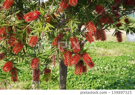 紅千層樹 - 2026年5月 139897325