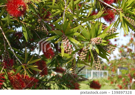 紅千層樹 - 2026年5月 紅千層樹 - 2026年5月 139897328