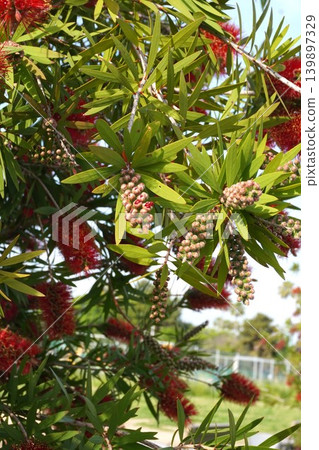 紅千層樹 - 2026年5月 紅千層樹 - 2026年5月 139897329