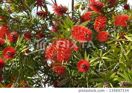 紅千層樹 - 2026年5月 紅千層樹 - 2026年5月 139897334