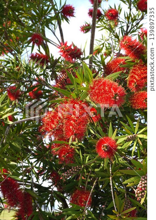 紅千層樹 - 2026年5月 紅千層樹 - 2026年5月 139897335