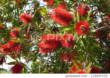 紅千層樹 - 2026年5月 139897339