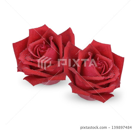 Red rose with water drops isolated on white background Red rose with water drops isolated on white background 139897484