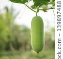Hanging young winter melon. tropical vegetable (Benincasa) in the garden with blurred background 139897488