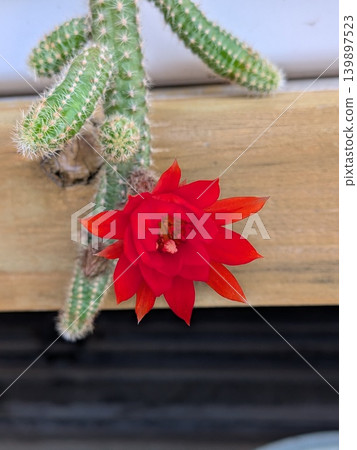 紅檀花、仙人掌花,初夏景象。 紅檀花、仙人掌花,初夏景象。 139897523
