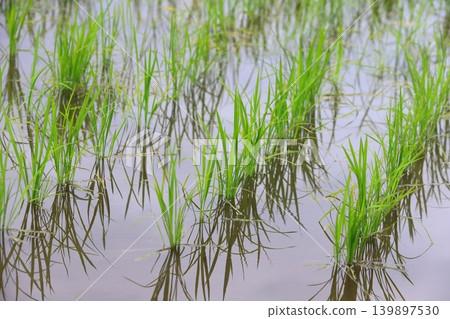 Rice in the rice field Rice in the rice field 139897530