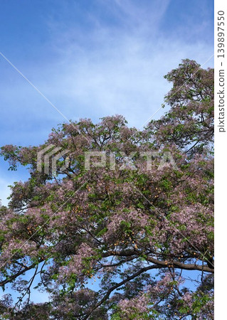 Chinaberry blossoms - May 2026 Chinaberry blossoms - May 2026 139897550
