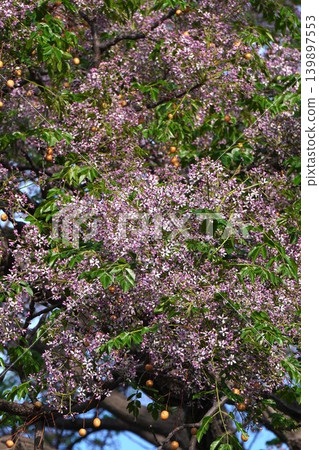 Chinaberry blossoms - May 2026 Chinaberry blossoms - May 2026 139897553