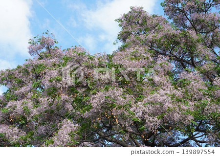 Chinaberry blossoms - May 2026 Chinaberry blossoms - May 2026 139897554