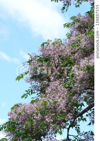 Chinaberry blossoms - May 2026 Chinaberry blossoms - May 2026 139897555