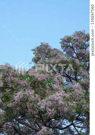 苦楝花 - 2026年5月 139897560