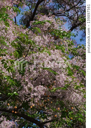 Chinaberry blossoms - May 2026 Chinaberry blossoms - May 2026 139897561
