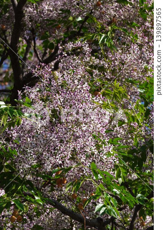 Chinaberry blossoms - May 2026 139897565