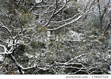下雪的森林 下雪的森林 139897588