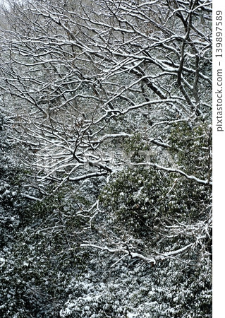 下雪的森林 下雪的森林 139897589