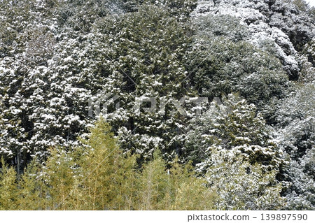 下雪的森林 下雪的森林 139897590
