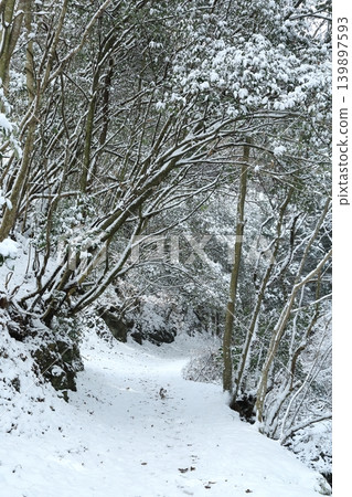 下雪的森林 下雪的森林 139897593