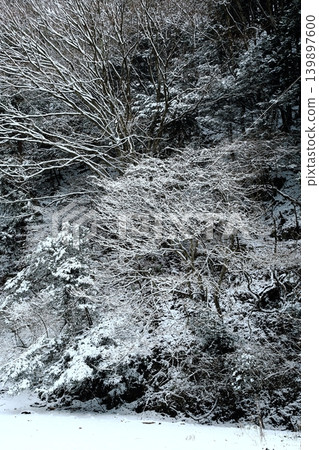下雪的森林 下雪的森林 139897600