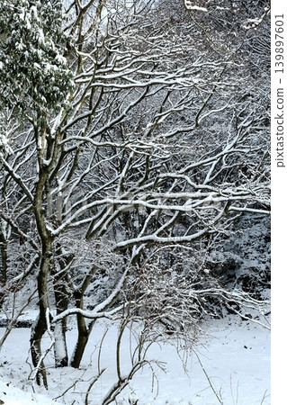 下雪的森林 下雪的森林 139897601