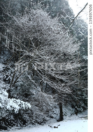下雪的森林 下雪的森林 139897606