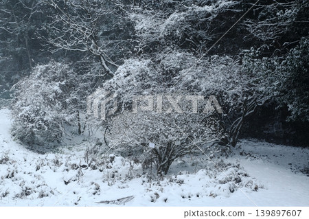 下雪的森林 下雪的森林 139897607
