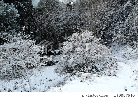 下雪的森林 下雪的森林 139897610