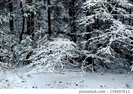 下雪的森林 下雪的森林 139897612