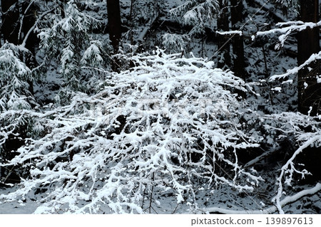 下雪的森林 下雪的森林 139897613