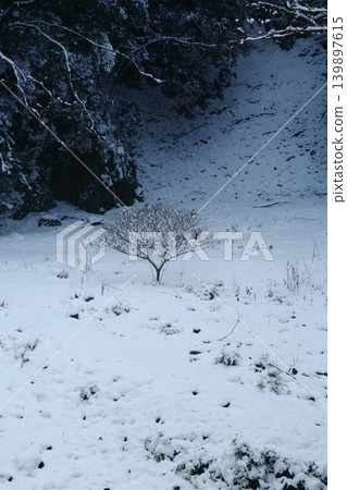下雪的森林 下雪的森林 139897615