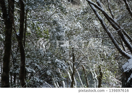 下雪的森林 下雪的森林 139897616