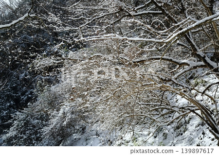 下雪的森林 下雪的森林 139897617