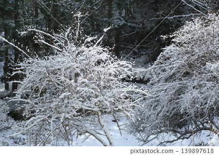 下雪的森林 下雪的森林 139897618