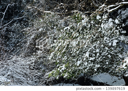 下雪的森林 下雪的森林 139897619