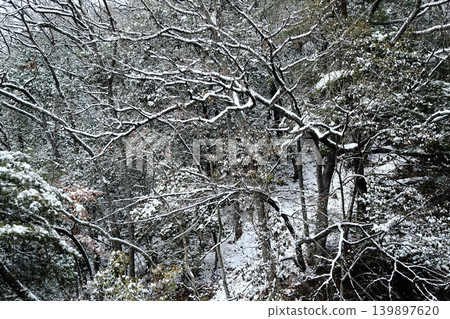 下雪的森林 139897620