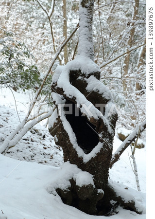 雪覆的鋸齒櫟 雪覆的鋸齒櫟 139897676