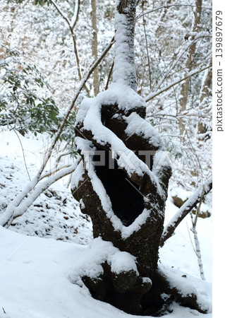 雪覆的鋸齒櫟 雪覆的鋸齒櫟 139897679