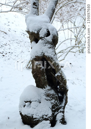 雪覆的鋸齒櫟 139897680