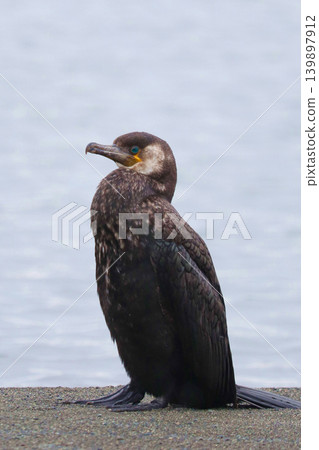 A young cormorant stands on the shore of a lagoon (vertical orientation). A young cormorant stands on the shore of a lagoon (vertical orientation). 139897912