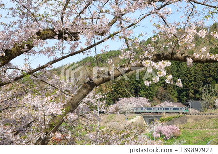 開著櫻花的火車 139897922