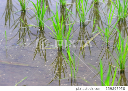 Rice in the rice field Rice in the rice field 139897958