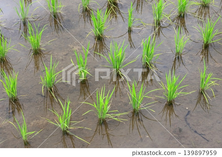 Rice in the rice field Rice in the rice field 139897959