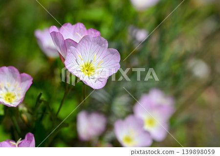 Hiltzakimusuki Hiltzakimusuki 139898059