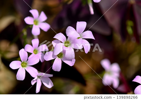 Oxalis Trian Grus Oxalis Trian Grus 139898266