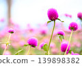 Gomphrena globosa is in bloom. 139898382