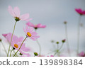 Cosmos blooming toward the sky 139898384
