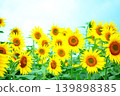 A sunflower looking up at the sky 139898385